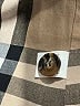 Assorted Brands Black Trenchcoat Size 150 cm / US 12 - photo 4