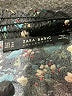 Zara Basic Floral Black Cocktail Dress Size M - photo 7