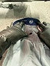 Vineyard Vines Color Block Gray Athletic Shorts Size 3T - photo 3