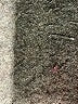 Elliott Lauren Gray Pullover Sweater Size M - photo 8