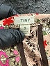 Tiny Brown 3/4 Sleeve Blouse Size S - photo 7