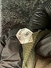 Coral Bay Solid Green Athletic Shorts Size 16 - photo 4