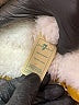 7 For All Mankind 100% Polyester Solid Yellow Snow Jacket 9-12 MO / 12 MO - photo 4
