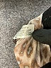Boston Proper Animal Print Brown Cocktail Dress Size 4 - photo 8