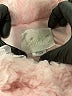 Biscotti Pink Coat Size 3T - photo 3