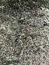 BCBGMAXAZRIA Solid Black Formal Skirt Size 6 - photo 5