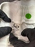 TLF Camo White Casual Pants Size M - photo 7