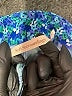 Soft Surroundings Print Blue Active Pants Size 1X - photo 7
