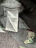 Star Wars Print Gray Shorts Size 5T - photo 4