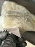 Le Lis Ivory Sleeveless Top Size M - photo 8