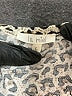 La Miel Animal Print Brown Casual Dress Size L - photo 7