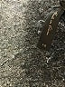 BCBGMAXAZRIA Gray Turtleneck Sweater Size XS - photo 9