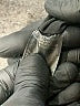 Antonio Melani Houndstooth Black Jacket Size 4 - photo 8