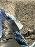 J.Crew Hearts Blue Jeans Size 29 waist - photo 8