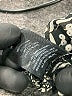 Sabina Musayev Animal Print Silver Long Sleeve Blouse Size XS - photo 6