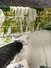 Sigrid Olsen Tropical White Linen Pants Size XL - photo 4