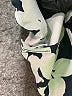 Joie Print Black Cocktail Dress Size S - photo 8