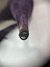 Miu Miu Purple Heels Size EU 38 - photo 3