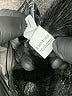 Bebe 100% Polyester Black Cardigan Size M - photo 9