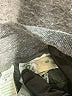 ExOfficio Solid Gray Sweatpants Size L - photo 7