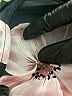 Perceptions Floral Black Casual Dress Size 18 - photo 8