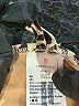 Crewcuts Animal Print Gold Two Piece Swimsuit Size 6 - photo 3