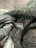 The Limited Black Pullover Sweater Size M - photo 8