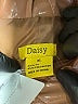 Daisy Brown Vest Size XL - photo 6