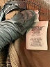 Elie Tahari 100% Polyester Brown Cargo Pants Size S - photo 8