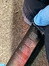 White House Black Market Solid Blue Jeans Size 10 - photo 8