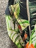 Sofia by Sofia Vergara Green Kimono Size L (estimated) - photo 8