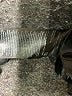 Only Gray Coat Size S - photo 7