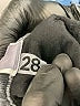 PacSun 100% Cotton Gray Denim Shorts Size 28 waist - photo 4