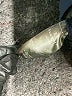 Danskin Blue Active Pants Size M - photo 9