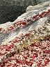 CAbi Print Multi Color White Poncho Size Med - Lg - photo 9