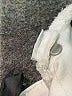 Zara Basic Ivory Jeans Size EU 42 / US 12 - photo 9