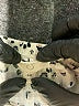 Jessica Simpson Hearts Ivory Jumpsuit Size 12 - photo 3