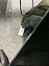 CAbi Green Jacket Size XL - photo 7