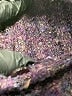 Westbound Tweed Purple Turtleneck Sweater Size S - photo 7