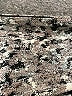 Athleta Animal Print Silver Leggings Size M - photo 7