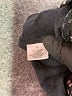 Bcg Print Gray Leggings Size M - photo 8