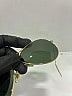 Ray-Ban Teal Sunglasses One size - photo 4