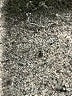 Nine West 100% Polyester Animal Print Silver Short Sleeve Blouse Size 1X - photo 8