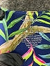 X by Gottex Tropical Blue Skort Size XS - photo 3