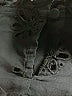 J.Crew Black Short Sleeve Blouse Size XXS - photo 7