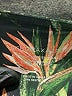 BCBGMAXAZRIA Tropical Green Leggings Size S - photo 7