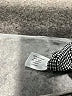 Lane Bryant Solid Gray Dress Pants Size 14 - photo 8