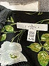 Fever Floral Black 3/4 Sleeve Blouse Size XL - photo 7