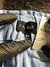 Talbots 100% Linen Blue Shorts Size 3X - photo 3