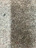 Lapis Solid Gray Dress Pants Size M - photo 9